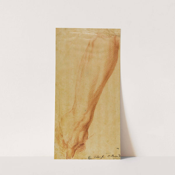 Left Arm of a Hunter by Bernard Baron