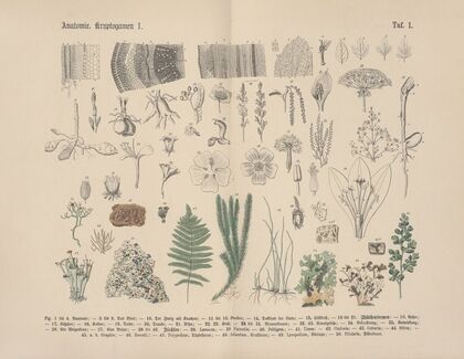 Lehrbuch der praktischen Pflanzenkunde in Wort und Bild Pl.01