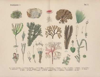 Lehrbuch der praktischen Pflanzenkunde in Wort und Bild Pl.02