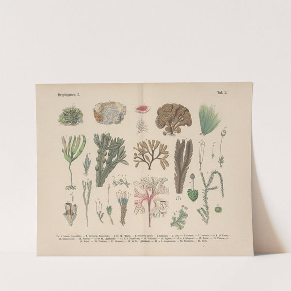 Lehrbuch der praktischen Pflanzenkunde in Wort und Bild Pl.02 by Carl Hoffmann