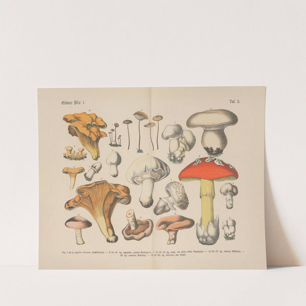 Lehrbuch der praktischen Pflanzenkunde in Wort und Bild Pl.03 by Carl Hoffmann