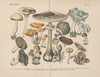 Lehrbuch der praktischen Pflanzenkunde in Wort und Bild Pl.04