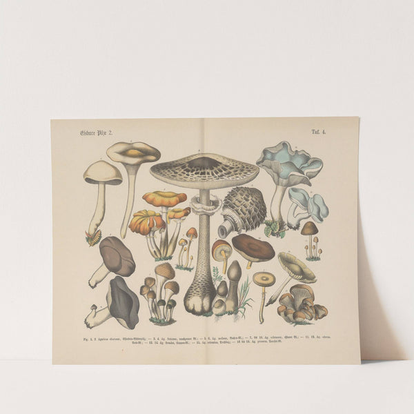 Lehrbuch der praktischen Pflanzenkunde in Wort und Bild Pl.04 by Carl Hoffmann