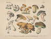 Lehrbuch der praktischen Pflanzenkunde in Wort und Bild Pl.05