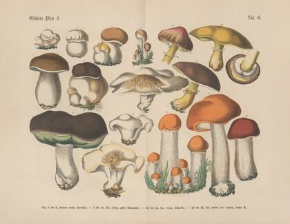Lehrbuch der praktischen Pflanzenkunde in Wort und Bild Pl.06