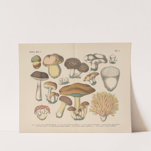 Lehrbuch der praktischen Pflanzenkunde in Wort und Bild Pl.07 by Carl Hoffmann