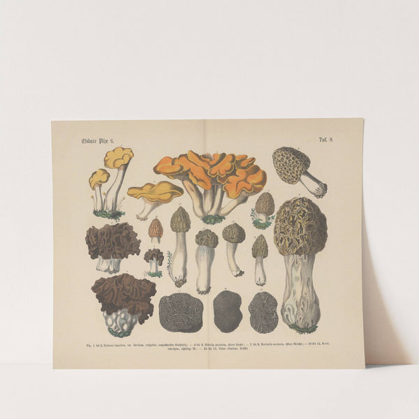 Lehrbuch der praktischen Pflanzenkunde in Wort und Bild Pl.08 by Carl Hoffmann