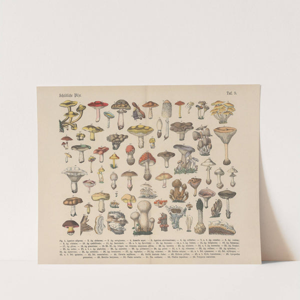 Lehrbuch der praktischen Pflanzenkunde in Wort und Bild Pl.09 by Carl Hoffmann