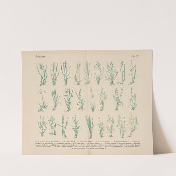 Lehrbuch der praktischen Pflanzenkunde in Wort und Bild Pl.10 by Carl Hoffmann