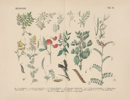 Lehrbuch der praktischen Pflanzenkunde in Wort und Bild Pl.12