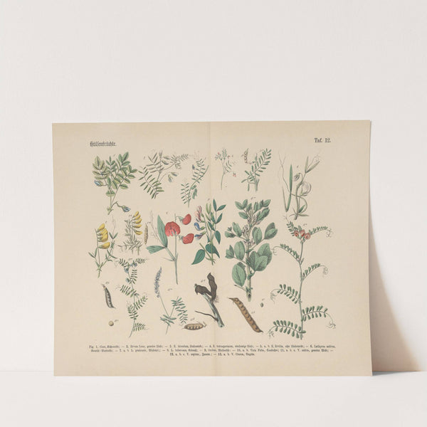 Lehrbuch der praktischen Pflanzenkunde in Wort und Bild Pl.12 by Carl Hoffmann