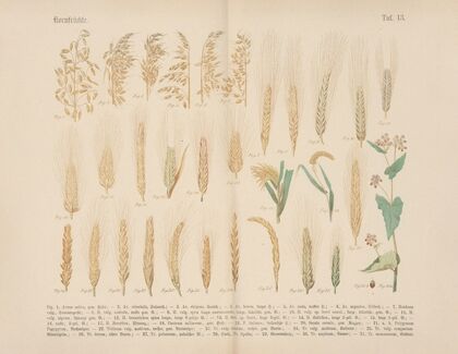 Lehrbuch der praktischen Pflanzenkunde in Wort und Bild Pl.13