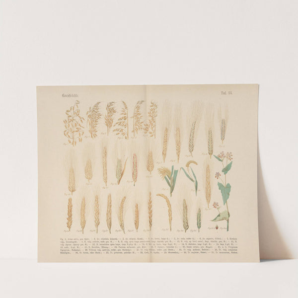 Lehrbuch der praktischen Pflanzenkunde in Wort und Bild Pl.13 by Carl Hoffmann