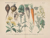 Lehrbuch der praktischen Pflanzenkunde in Wort und Bild Pl.14