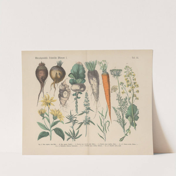 Lehrbuch der praktischen Pflanzenkunde in Wort und Bild Pl.14 by Carl Hoffmann