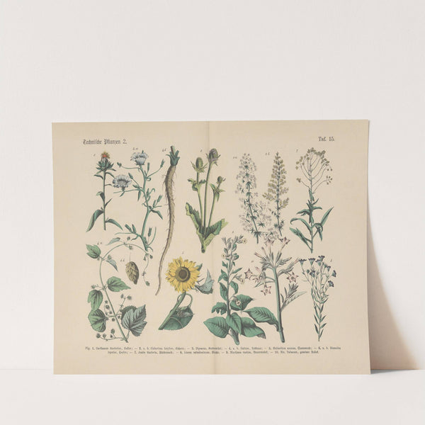 Lehrbuch der praktischen Pflanzenkunde in Wort und Bild Pl.15 by Carl Hoffmann