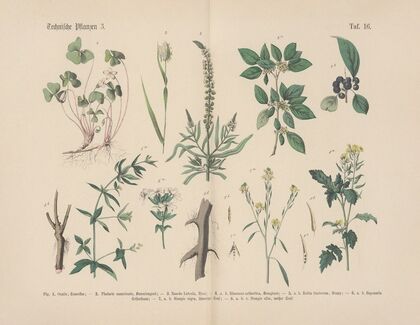 Lehrbuch der praktischen Pflanzenkunde in Wort und Bild Pl.16