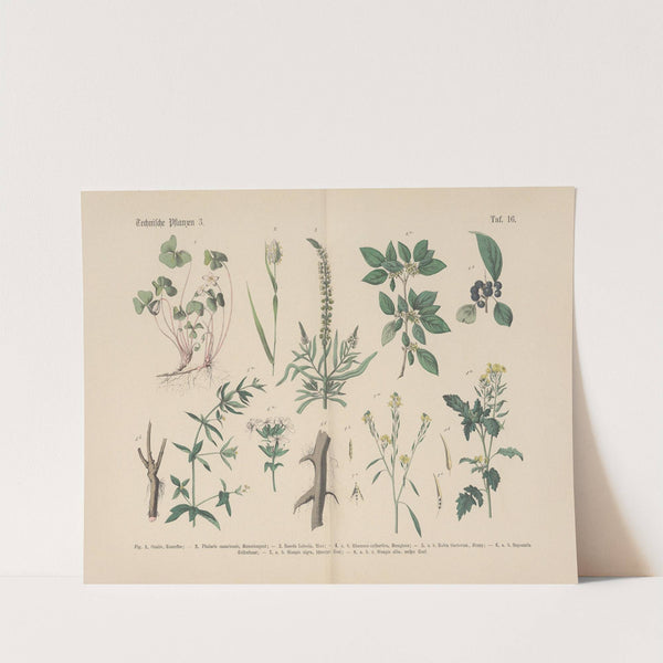 Lehrbuch der praktischen Pflanzenkunde in Wort und Bild Pl.16 by Carl Hoffmann