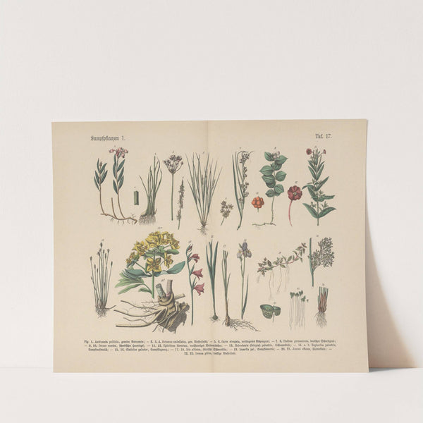 Lehrbuch der praktischen Pflanzenkunde in Wort und Bild Pl.17 by Carl Hoffmann