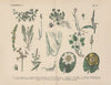 Lehrbuch der praktischen Pflanzenkunde in Wort und Bild Pl.18