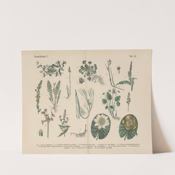 Lehrbuch der praktischen Pflanzenkunde in Wort und Bild Pl.18 by Carl Hoffmann