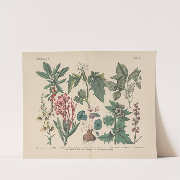 Lehrbuch der praktischen Pflanzenkunde in Wort und Bild Pl.20 by Carl Hoffmann