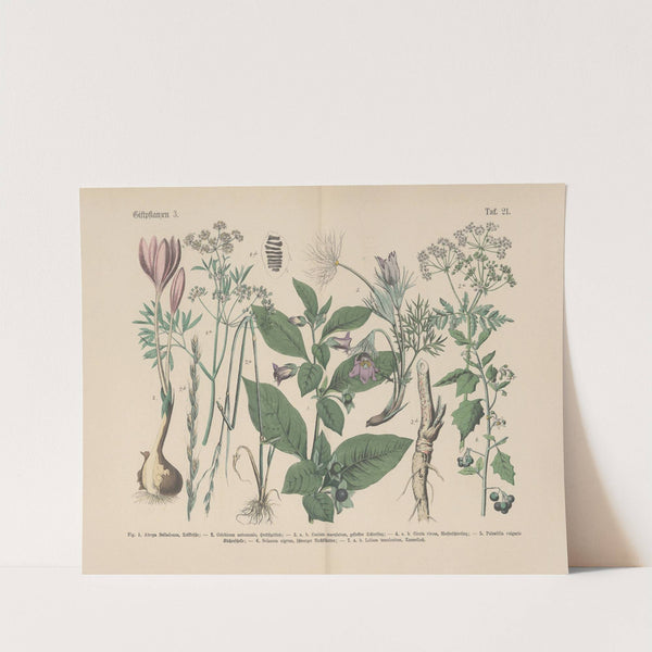 Lehrbuch der praktischen Pflanzenkunde in Wort und Bild Pl.21 by Carl Hoffmann