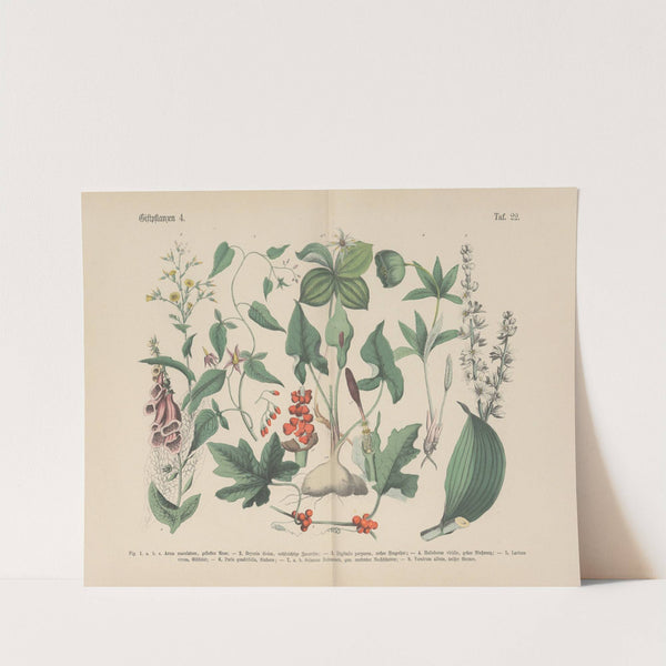 Lehrbuch der praktischen Pflanzenkunde in Wort und Bild Pl.22 by Carl Hoffmann