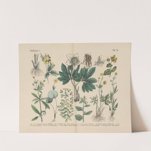 Lehrbuch der praktischen Pflanzenkunde in Wort und Bild Pl.24 by Carl Hoffmann