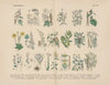 Lehrbuch der praktischen Pflanzenkunde in Wort und Bild Pl.25