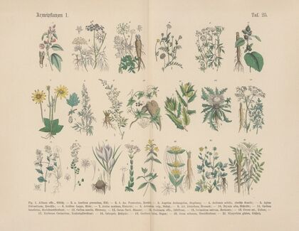 Lehrbuch der praktischen Pflanzenkunde in Wort und Bild Pl.25