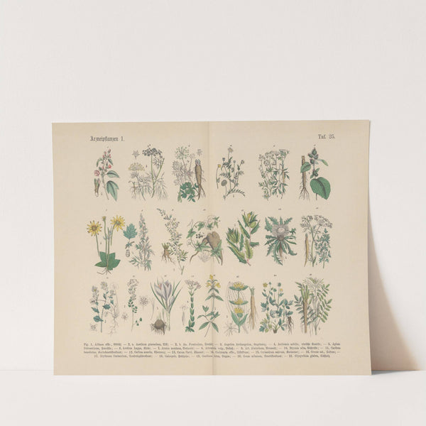 Lehrbuch der praktischen Pflanzenkunde in Wort und Bild Pl.25 by Carl Hoffmann