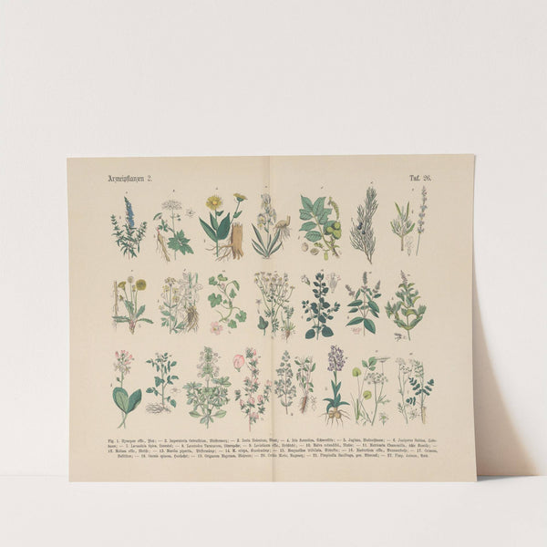 Lehrbuch der praktischen Pflanzenkunde in Wort und Bild Pl.26 by Carl Hoffmann