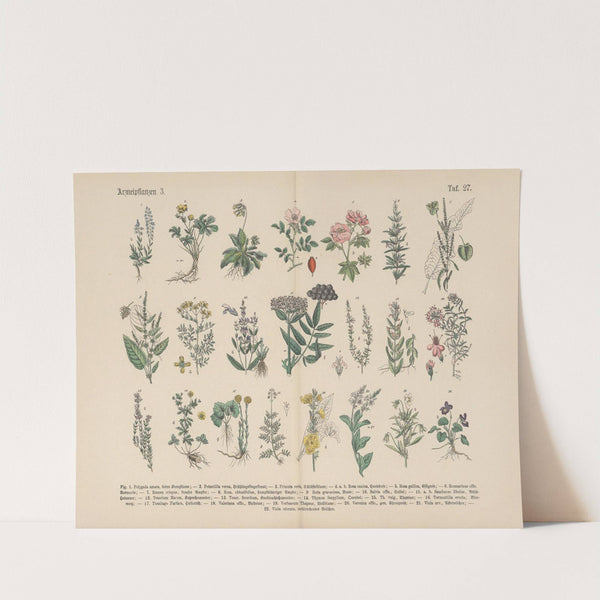 Lehrbuch der praktischen Pflanzenkunde in Wort und Bild Pl.27 by Carl Hoffmann