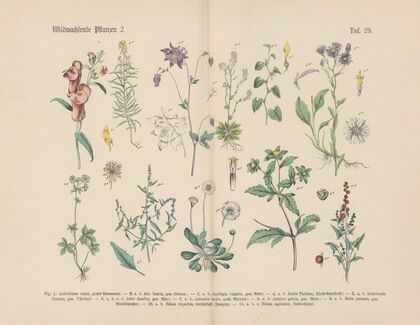 Lehrbuch der praktischen Pflanzenkunde in Wort und Bild Pl.29