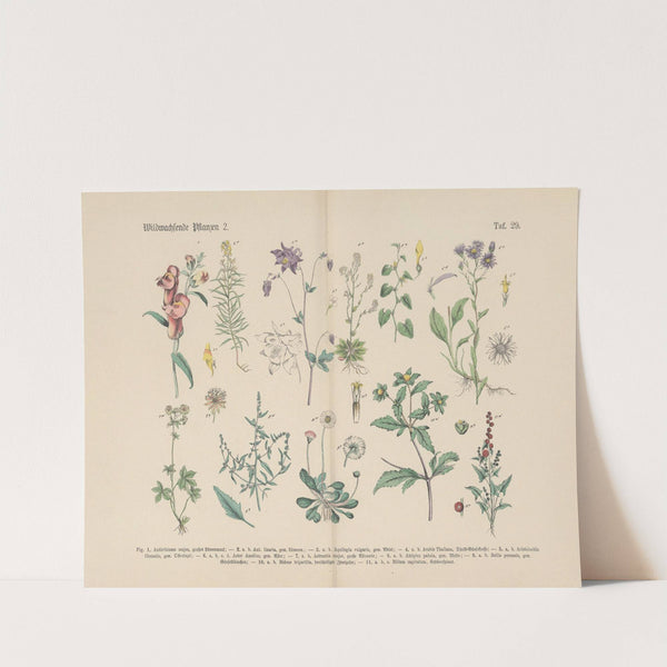 Lehrbuch der praktischen Pflanzenkunde in Wort und Bild Pl.29 by Carl Hoffmann