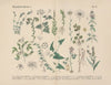 Lehrbuch der praktischen Pflanzenkunde in Wort und Bild Pl.31