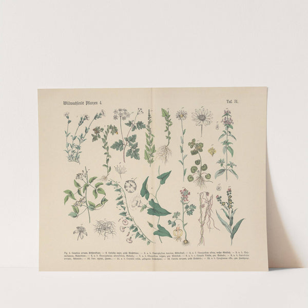 Lehrbuch der praktischen Pflanzenkunde in Wort und Bild Pl.31 by Carl Hoffmann