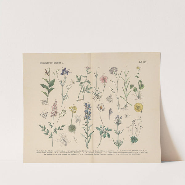 Lehrbuch der praktischen Pflanzenkunde in Wort und Bild Pl.32 by Carl Hoffmann