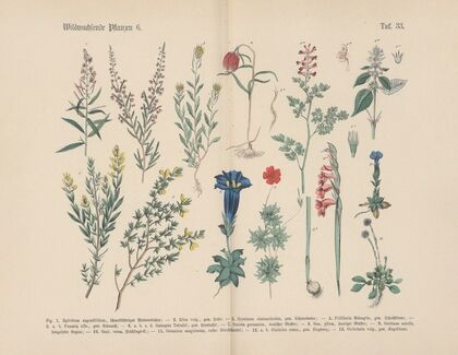 Lehrbuch der praktischen Pflanzenkunde in Wort und Bild Pl.33