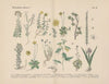 Lehrbuch der praktischen Pflanzenkunde in Wort und Bild Pl.34