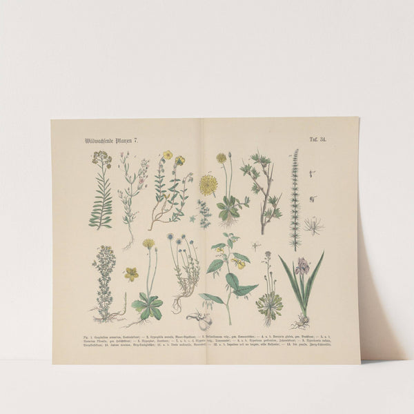 Lehrbuch der praktischen Pflanzenkunde in Wort und Bild Pl.34 by Carl Hoffmann