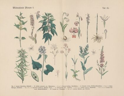 Lehrbuch der praktischen Pflanzenkunde in Wort und Bild Pl.35