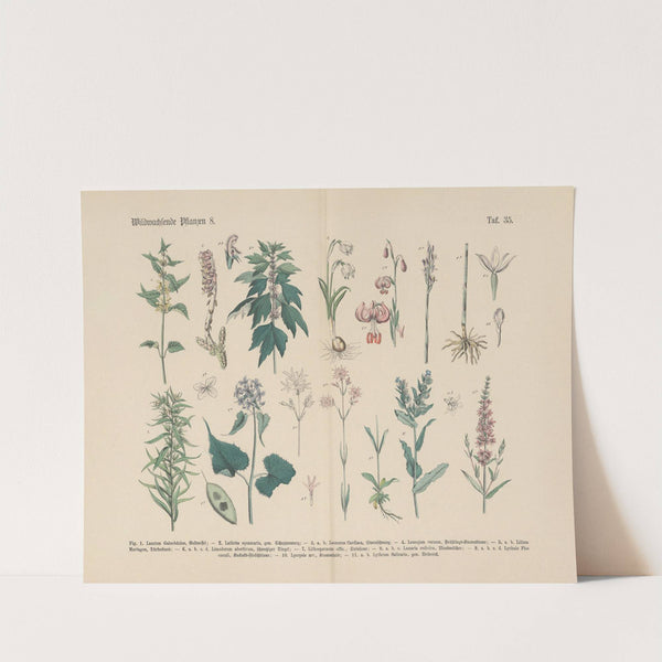Lehrbuch der praktischen Pflanzenkunde in Wort und Bild Pl.35 by Carl Hoffmann