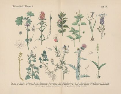 Lehrbuch der praktischen Pflanzenkunde in Wort und Bild Pl.36