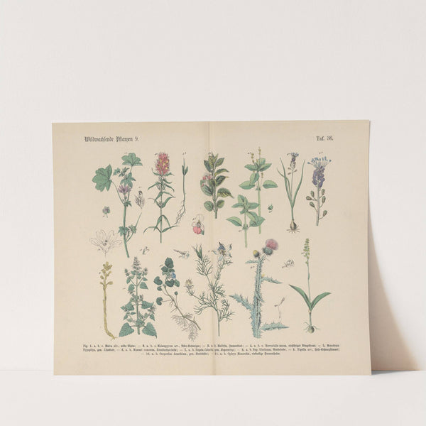 Lehrbuch der praktischen Pflanzenkunde in Wort und Bild Pl.36 by Carl Hoffmann