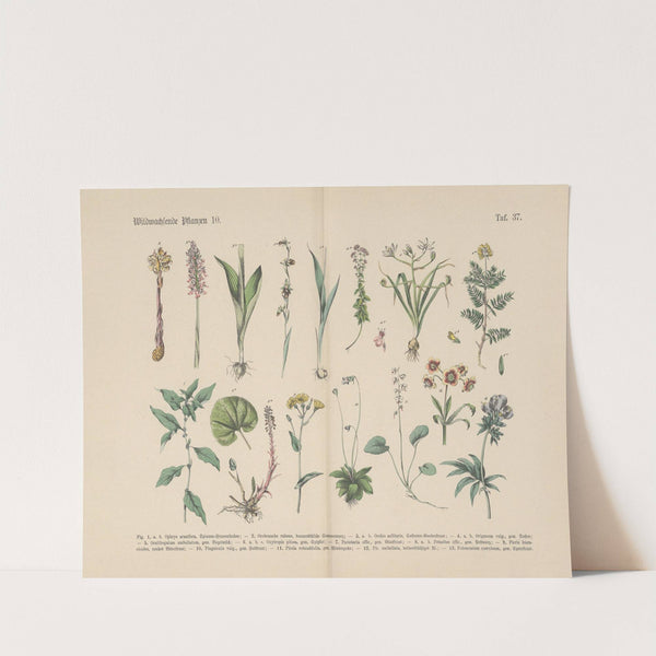 Lehrbuch der praktischen Pflanzenkunde in Wort und Bild Pl.37 by Carl Hoffmann