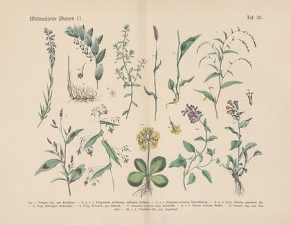 Lehrbuch der praktischen Pflanzenkunde in Wort und Bild Pl.38