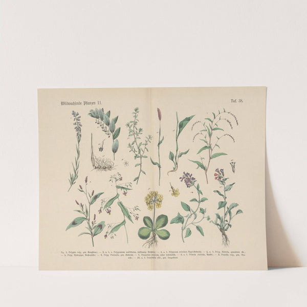 Lehrbuch der praktischen Pflanzenkunde in Wort und Bild Pl.38 by Carl Hoffmann