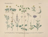 Lehrbuch der praktischen Pflanzenkunde in Wort und Bild Pl.39